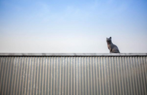 Cat on a Hot Tin Roof